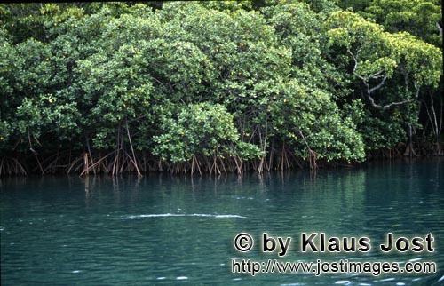 Rote Mangrove/Red Mangrove/Rhizophora mangle L.         Mangroven im Brackwasser des Qara-ni-Qio Riv