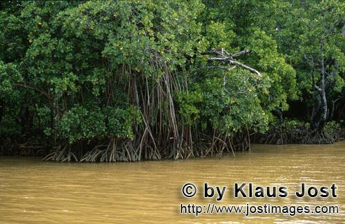 Rote Mangrove/Red Mangrove/Rhizophora mangle L.         Mangroven im gelben Qara-ni-Qio River Flußw