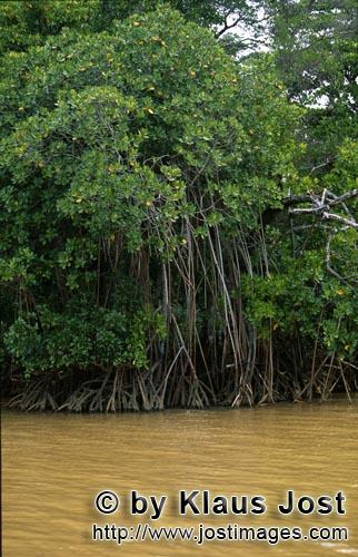 Rote Mangrove/Red Mangrove/Rhizophora mangle L.         Mangroven im aufgewühlten Qara-ni-Qio River