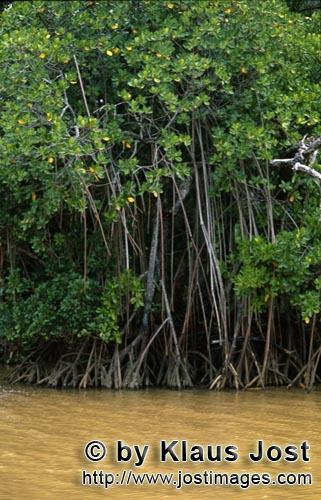 Rote Mangrove/Red Mangrove/Rhizophora mangle L.         Mangrovendickicht am Fluß nach starkem Rege