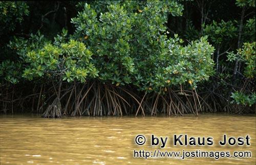Rote Mangrove/Red Mangrove/Rhizophora mangle L.         Mangroven im lehmgelben Wasser des Qara-ni-Q