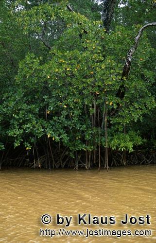 Rote Mangrove/Red Mangrove/Rhizophora mangle         Mangroven im gelb verfärbten Flußwasser    