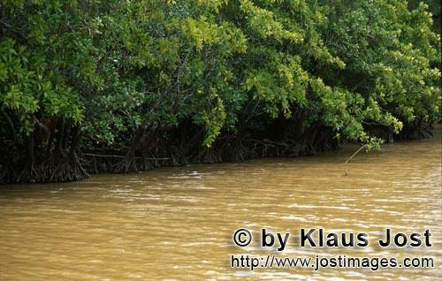 Rote Mangrove/Red Mangrove/Rhizophora mangle        Mangroven nach intensivem Regen am Qara-ni-Qio R