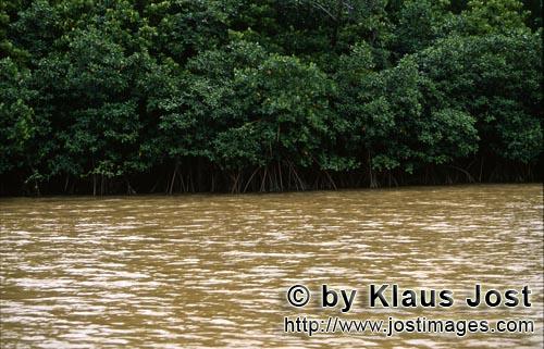 Rote Mangrove/Red Mangrove/Rhizophora mangle         Rote Mangroven am Ufer des Flusses nach dem Reg