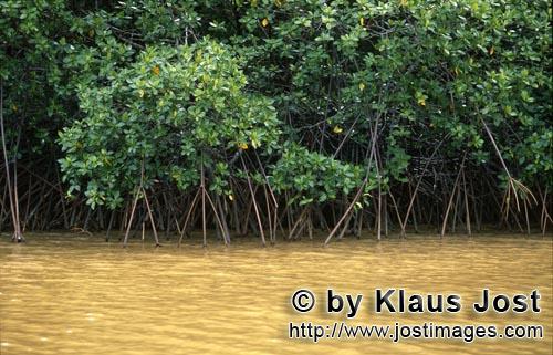 Rote Mangrove/Red Mangrove/Rhizophora mangle         Mangroven am Flußufer nach starkem Regen    