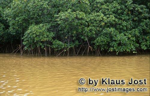 Rote Mangrove/Red Mangrove/Rhizophora mangle L.         Mangroven im lehmigen Flußwasser        Man