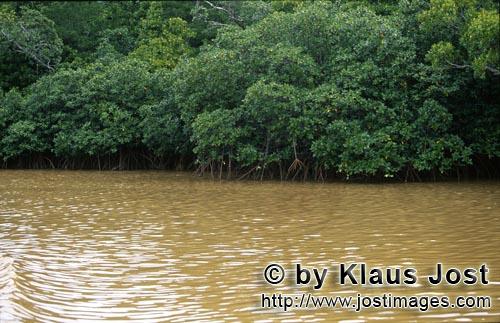 Rote Mangrove/Red Mangrove/Rhizophora mangle         Mangroven im lehmgelben Qara-ni-Qio River    