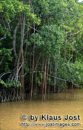 Rote Mangrove/Red Mangrove/Rhizophora mangle L.         Mangroven im lehmgelben Fluß        Mangrov