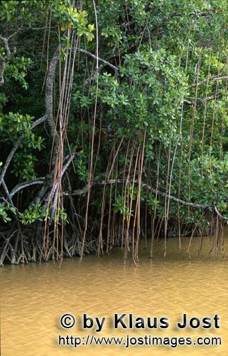 Rote Mangrove/Red Mangrove/Rhizophora mangle L.        Mangroven im Uferbereich des Qara-ni-Qio Rive