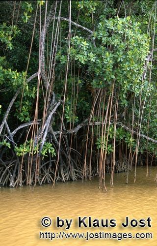 Rote Mangrove/Red Mangrove/Rhizophora mangle L.         Mangroven ragen aus dem Wasser des Qara-ni-Q