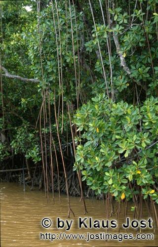 Rote Mangrove/Red Mangrove/Rhizophora mangle L.         Mangroven im Brackwasser        Mangroven si