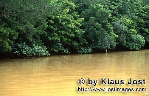 Rote Mangrove/Red Mangrove/Rhizophora mangle         Mangroven in den lehmgelben Fluten des Qara-ni-