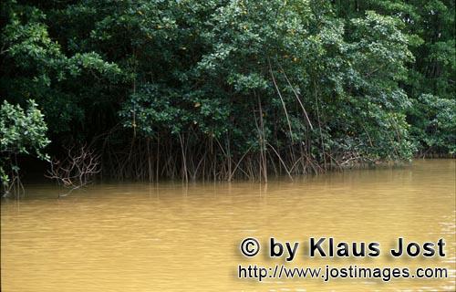 Rote Mangrove/Red Mangrove/Rhizophora mangle         Mangroven umstroemt vom Flußwasser        Mang