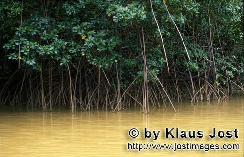 Rote Mangrove/Red Mangrove/Rhizophora mangle L.         Mangroven ragen aus dem gelben Flußwasser</