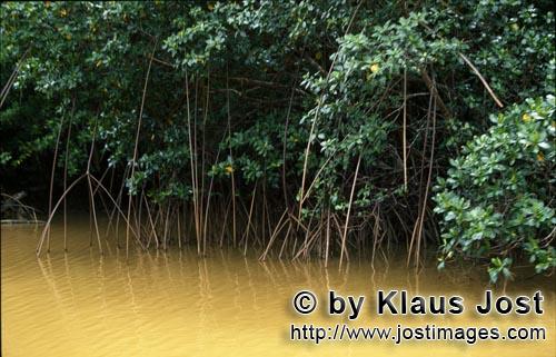 Rote Mangrove/Red Mangrove/Rhizophora mangle         Rote Mangroven im lehmigen Flusswasser        M