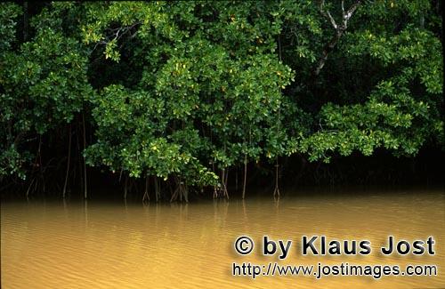 Rote Mangrove/Red Mangrove/Rhizophora mangle L.         Mangroven im lehmigen Wasser des Qara-ni-Qio