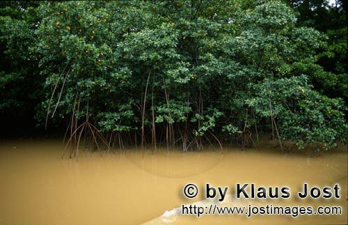 Rote Mangrove/Red Mangrove/Rhizophora mangle         Mangroven am Qara-ni-Qio River nach starkem Reg