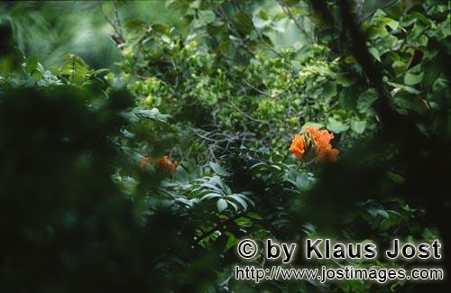 Regenwald/Viti Levu/Fidschi        Rote Blüten im Fidschi Regenwald        Ungefähr 40 Prozent der