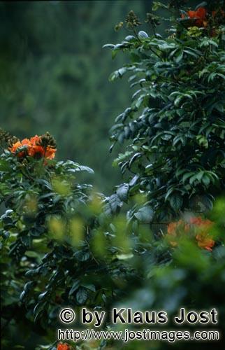 Regenwald/Viti Levu/Fidschi        Rote Blüten leuchten aus dem Regenwald     Ungefähr 40 Prozen