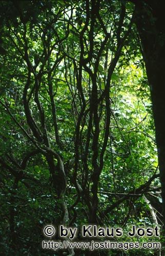 Regenwald/Viti Levu/Fidschi        Im Fiji Regenwald        Ungefähr 40 Prozent der Fläche Fidschs