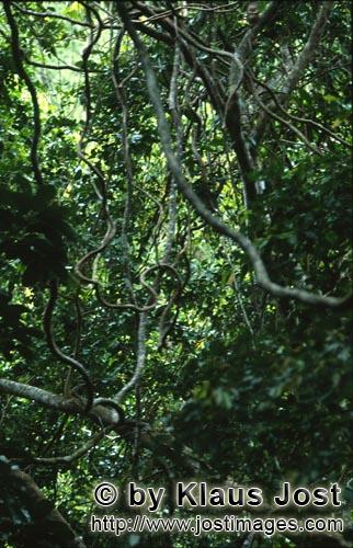     Lianengewirr im Regenwald        Ungefaehr 40 Prozent der Flaeche Fijis, vor allem die regenre