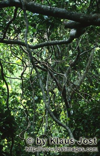Lianen im Regenwald        Lianen im Regenwald        Ungefaehr 40 Prozent der Flaeche Fijis, vor al