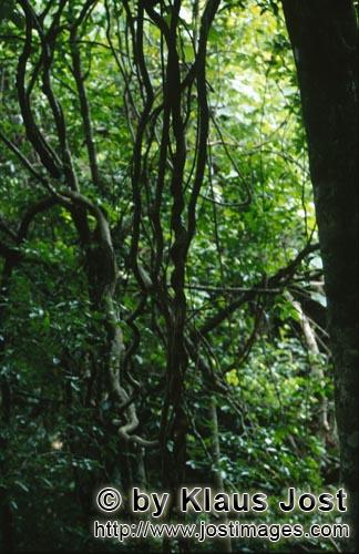     Lianen schlingen sich durch den Regenwald        Ungefaehr 40 Prozent der Flaeche Fijis, vor a