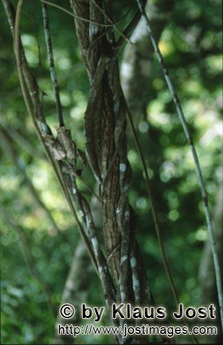 Lianen umschlingen einen Baumstamm im Regenwald        Ungefaehr 40 Prozent der Flaeche Fijis, v