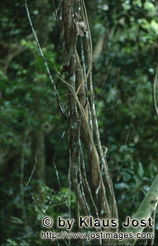 Regenwald/Viti Levu/Fidschi        Lianen im Fiji Regenwald        Ungefähr 40 Prozent der Fläche 
