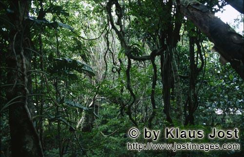 Im Fiji Regenwald        Im Fiji Regenwald        Ungefaehr 40 Prozent der Flaeche Fijis, vor allem 