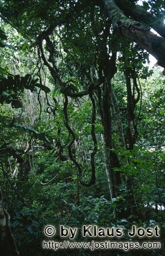 Regenwald/Viti Levu/Fidschi        Fidschi Regenwald Atmosphäre        Ungefähr 40 Prozent der Fl