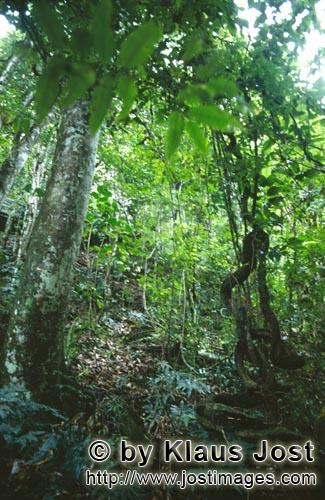 Regenwald/Viti Levu/Fidschi        Helles Grün im Regenwald        Ungefaehr 40 Prozent der Flaeche
