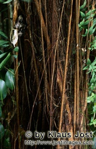 Gummibaum/Rubber tree/Ficus elastica        Gummibaum im Fiji Regenwald        Ungefaehr 40 Prozent 
