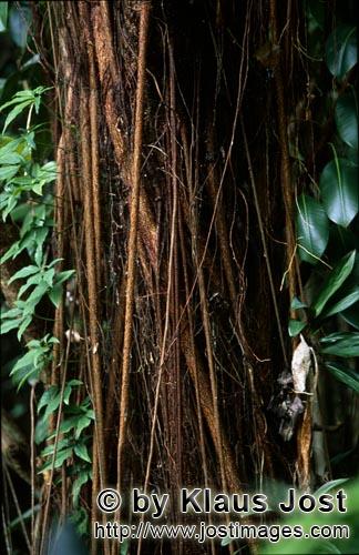 Gummibaum/Rubber tree/Ficus elastica        Luftwurzeln an einem Gummibaum im Fiji Regenwald        