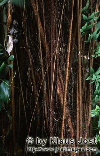 Gummibaum/Rubber tree/Ficus elastica        Gummibaum mit Luftwurzeln im Regenwald        Ungefaehr 