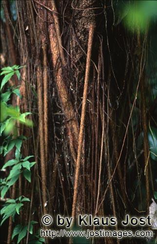 Regenwald/Viti Levu/Fidschi        Gummibaum im Regenwald         Ungefähr 40 Prozent der Fläche F