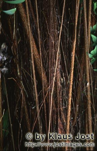 Gummibaum/Rubber tree/Ficus elastica        Ficus elastica entwickelt einen massiven Stamm mit Luftw