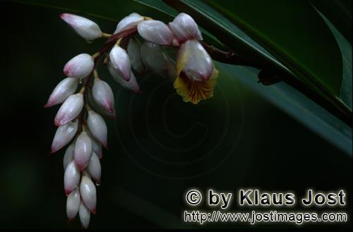 Muschelingwer/Alpinia zerumbet        Wunderschöner Muschelingwer Blütenstand        Der Musche
