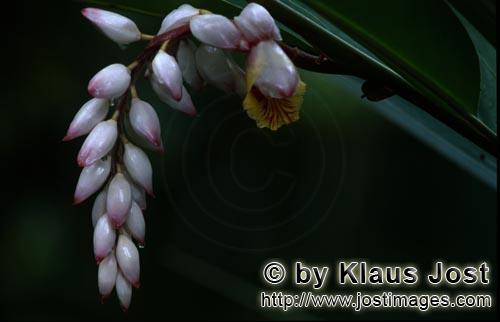 Muschelingwer/Alpinia zerumbet        Bildschöner Muschelingwer Blütenstand        Der Muscheli