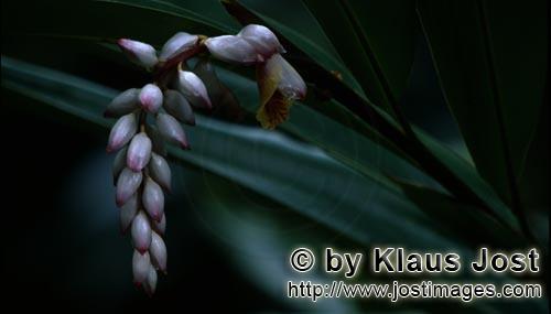 Muschelingwer/Alpinia zerumbet        Muschelingwer Blütenstand        Der Muschelingwer oder Sh