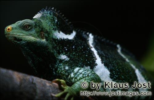 Kamm-Iguana/Brachylophus vitiensis/vokai, vokai votovoto        Fidschi-Kurzkammleguan Porträt 