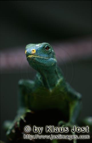 Kamm-Iguana/Brachylophus vitiensis/vokai, vokai votovoto        Der Fiji Kamm-Iguana ist eines der s