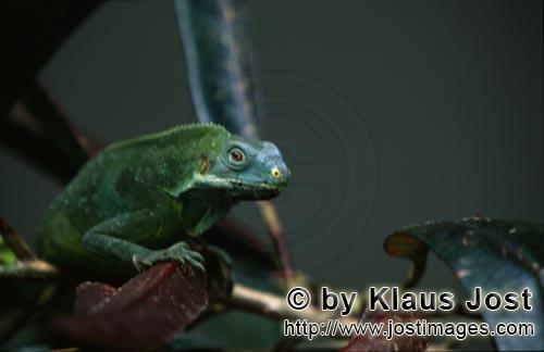 Fiji Kamm-Iguana/Brachylophus vitiensis/vokai, vokai votovoto        Fiji Crested Iguana auf einem A