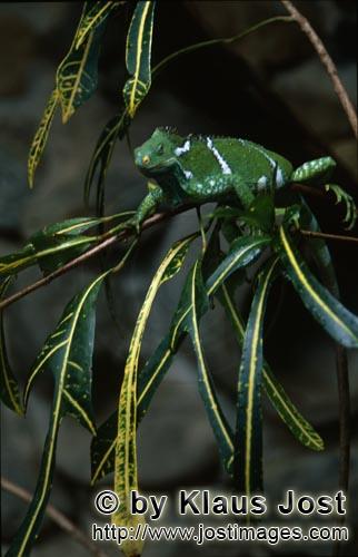 Fiji Kamm-Iguana/Brachylophus vitiensis/vokai, vokai votovoto        Fidschi-Kammleguan in seinem El