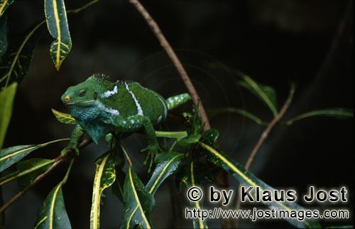 Fiji Kamm-Iguana/Brachylophus vitiensis/vokai, vokai votovoto        Fiji Crested Iguana farblich an