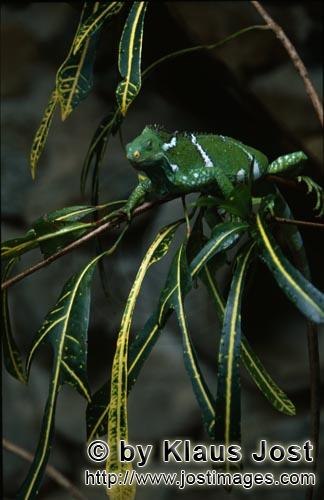 Kamm-Iguana/Brachylophus vitiensis/vokai, vokai votovoto        Fiji Kamm-Iguana im Blättergewirr</