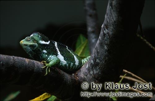 Kamm-Iguana/Brachylophus vitiensis/vokai, vokai votovoto        Fidschi-Kammleguan in einer Astgabel