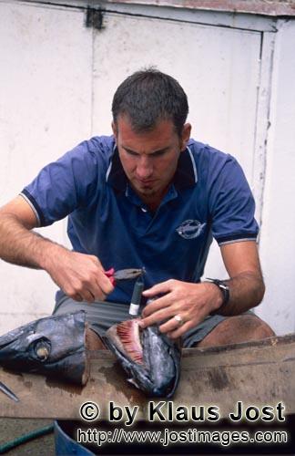 Pacific Harbour/Vitu Levu/Fiji        Dr. Juerg Brunnschweiler bei der Arbeit an einem Fischkopf