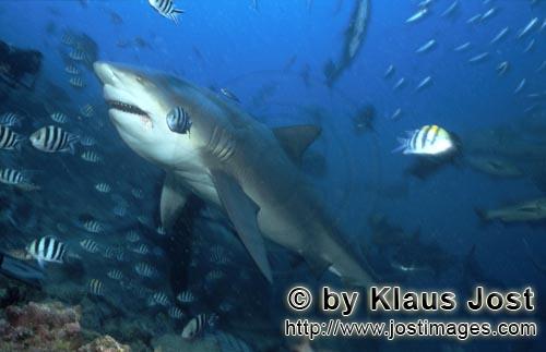 Bullenhai/Carcharhinus leucas        Bullenhai am Shark Reef in der Beqa Lagoon        Ein Bullen