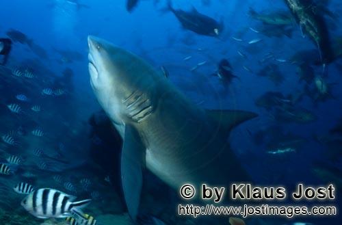 Bullenhai/Bull Shark/Carcharhinus leucas        Bullenhai Schwergewicht        Ein Bullenhai 